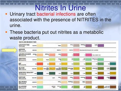 I administered correctly with the exeption of not catching the mornings first <b>urine</b>. . Leukocytes and nitrates in urine